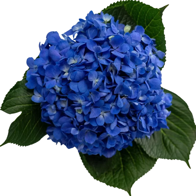 Flores a domicilio en Villavicencio