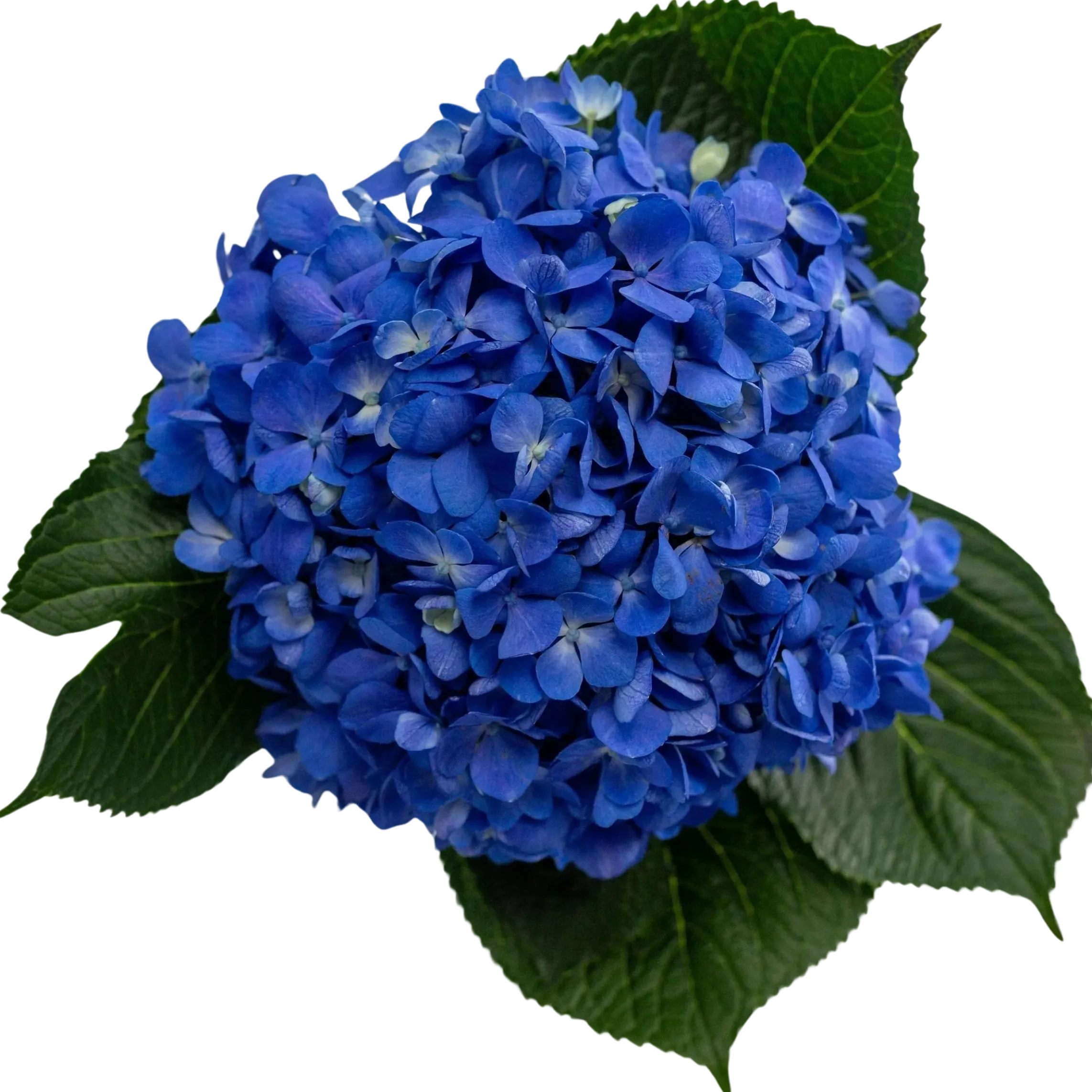 Flores para funeral en Villavicencio: entrega rápida y con amor de Archila Flowers