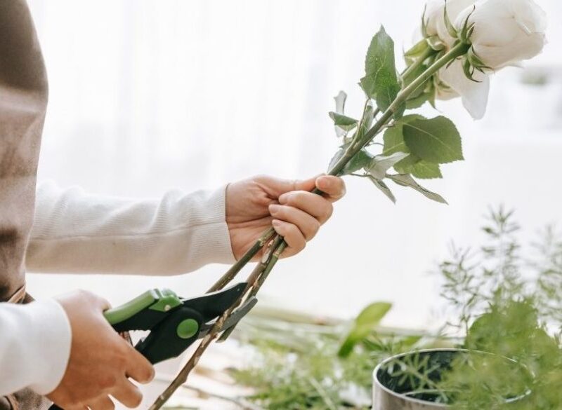 Las flores recién cortadas