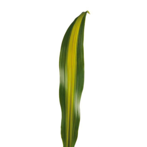 Hojas de dracenas