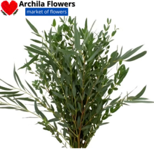 Eucalipto Parvifolia