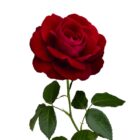 Rosas al por mayor en Bogotá