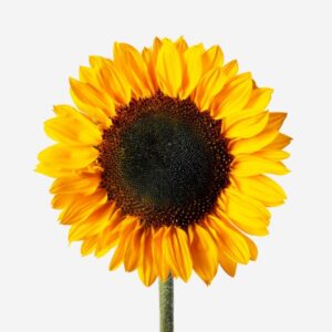 Girasoles al por mayor