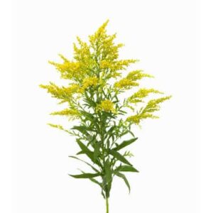 Solidago al por mayor