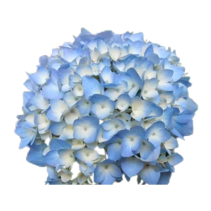 Hortesias, Paquete x 12 Hortensias